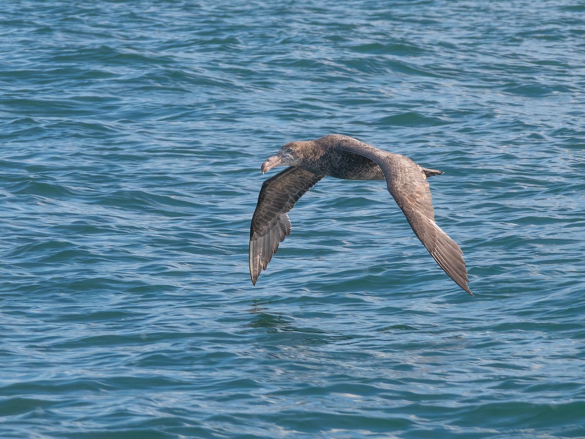 Northern Giant-Petrel - ML643452486