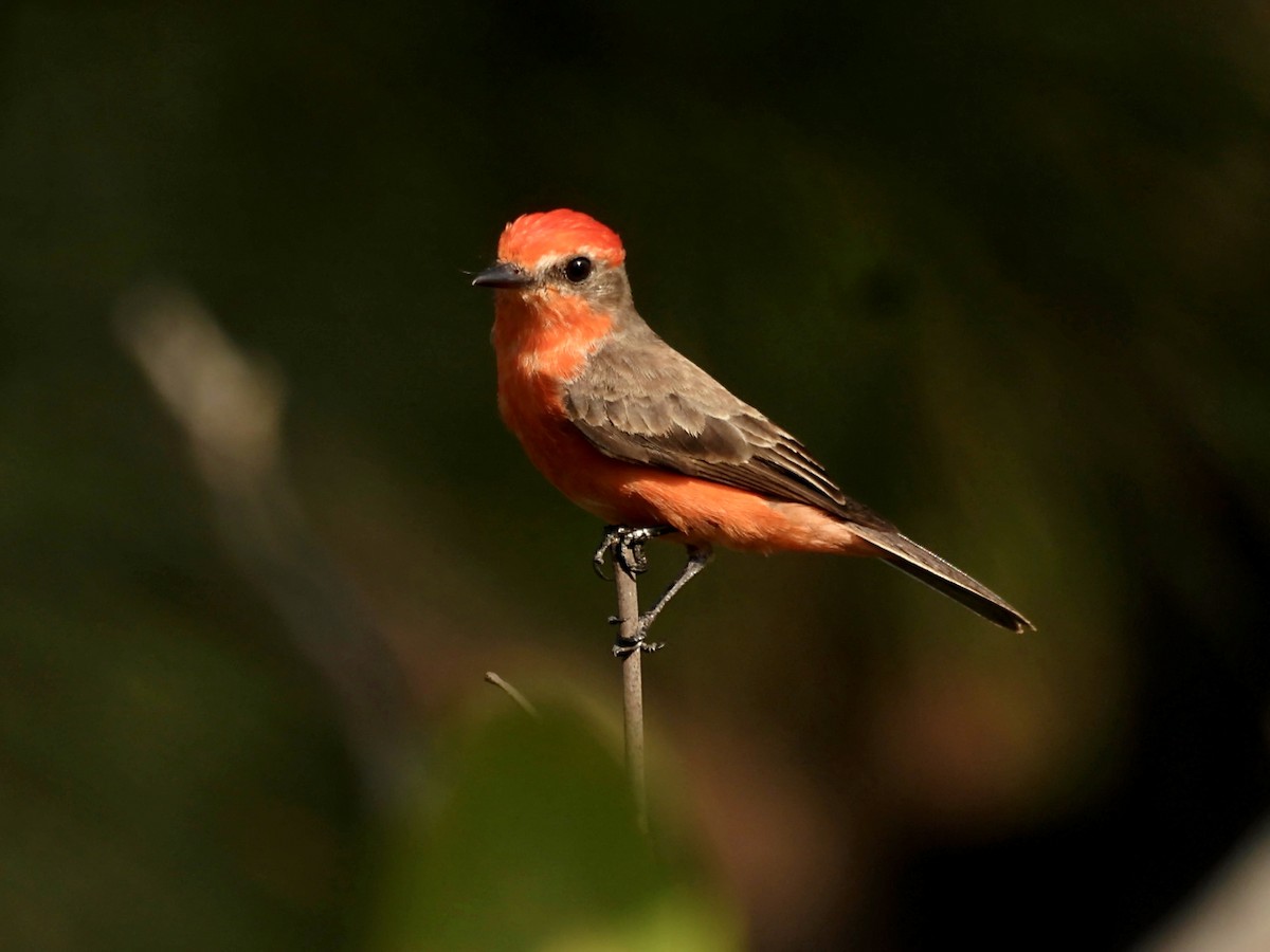Vermilion Flycatcher - ML643452488