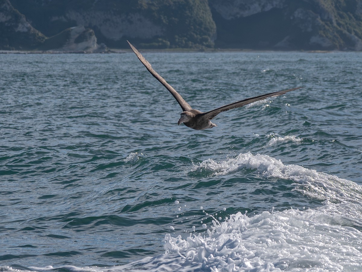 Northern Giant-Petrel - ML643452489