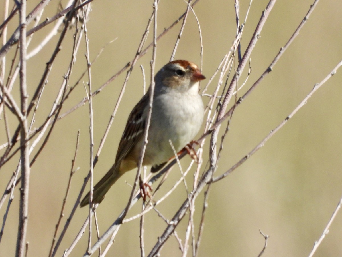 White-crowned Sparrow - ML643452505
