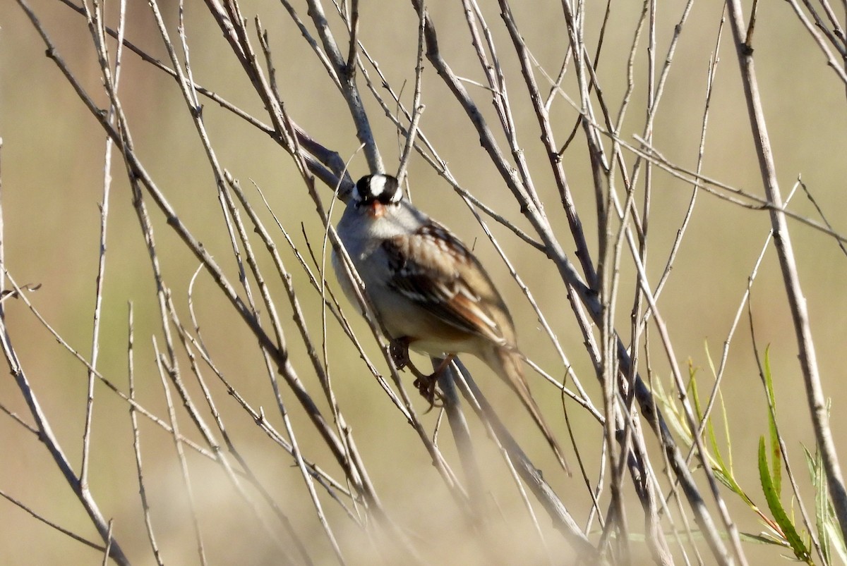 White-crowned Sparrow - ML643452506