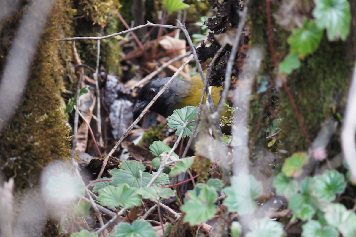 Large-footed Finch - ML643452508