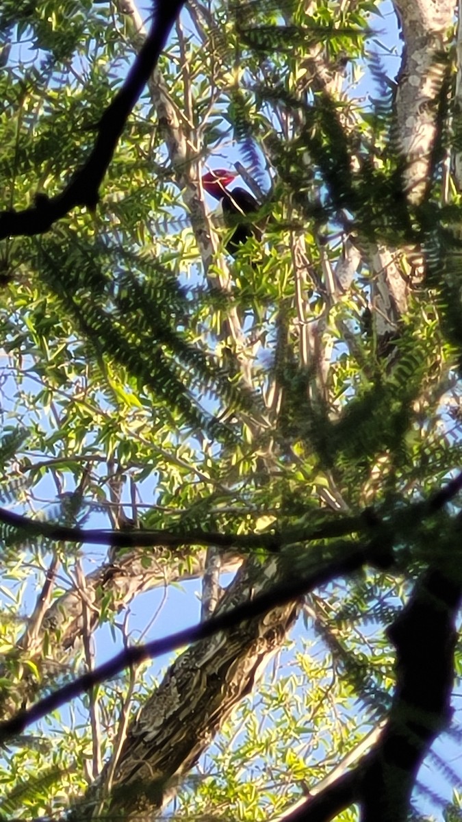 Cream-backed Woodpecker - ML643452512