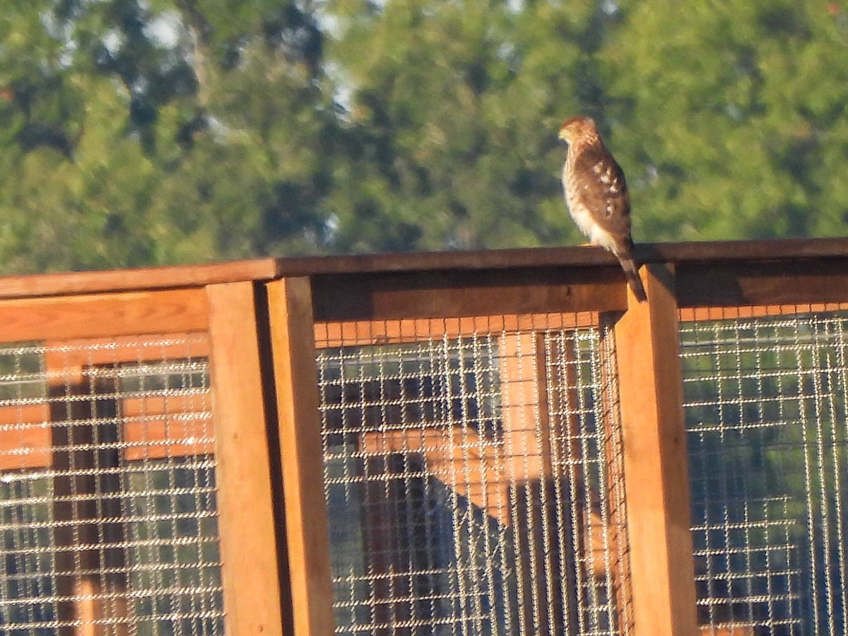 Cooper's Hawk - ML643452518