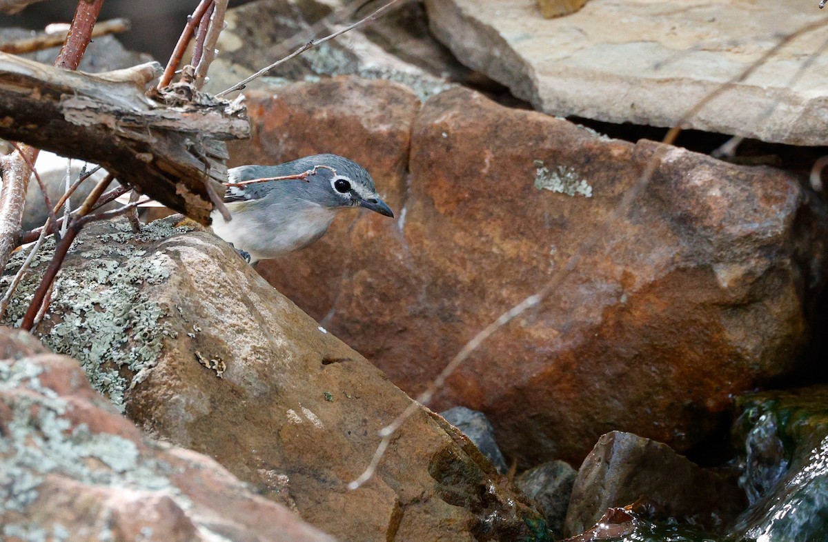 Plumbeous Vireo - ML643452519