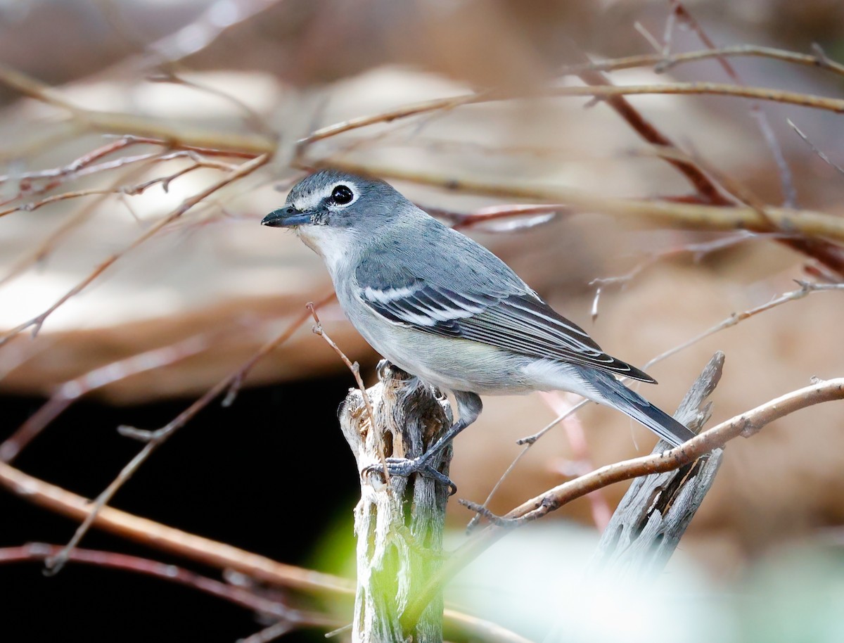 Plumbeous Vireo - ML643452523