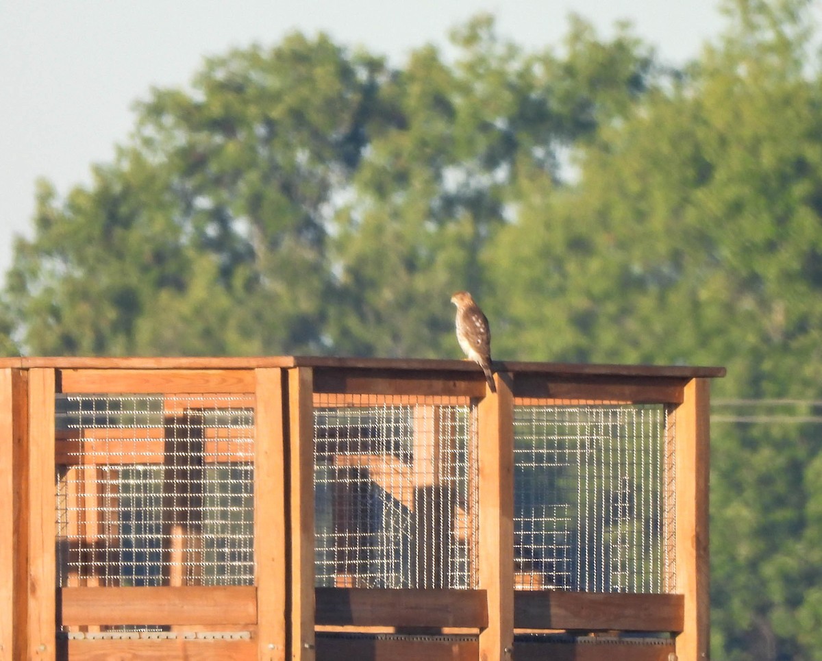 Cooper's Hawk - ML643452524