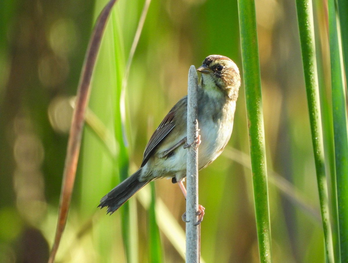 Swamp Sparrow - ML643452541
