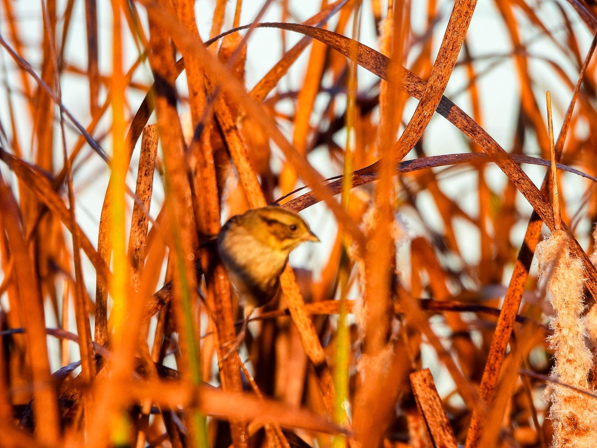 Swamp Sparrow - ML643452542