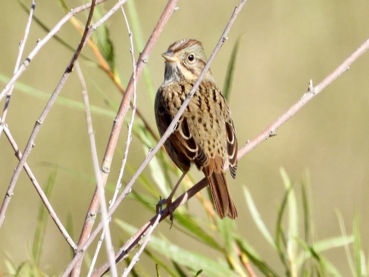 Lincoln's Sparrow - ML643452543