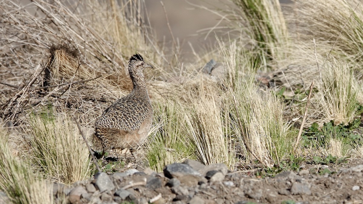 Tinamou orné - ML643452547