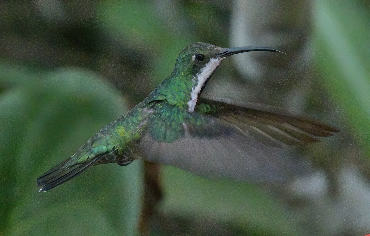 Schwarzbrust-Mangokolibri - ML643452549