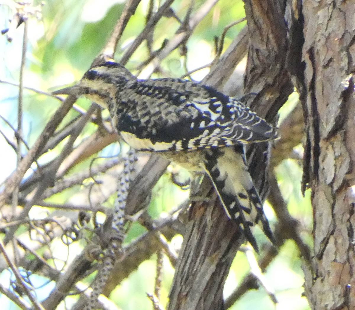 Yellow-bellied Sapsucker - ML643452551
