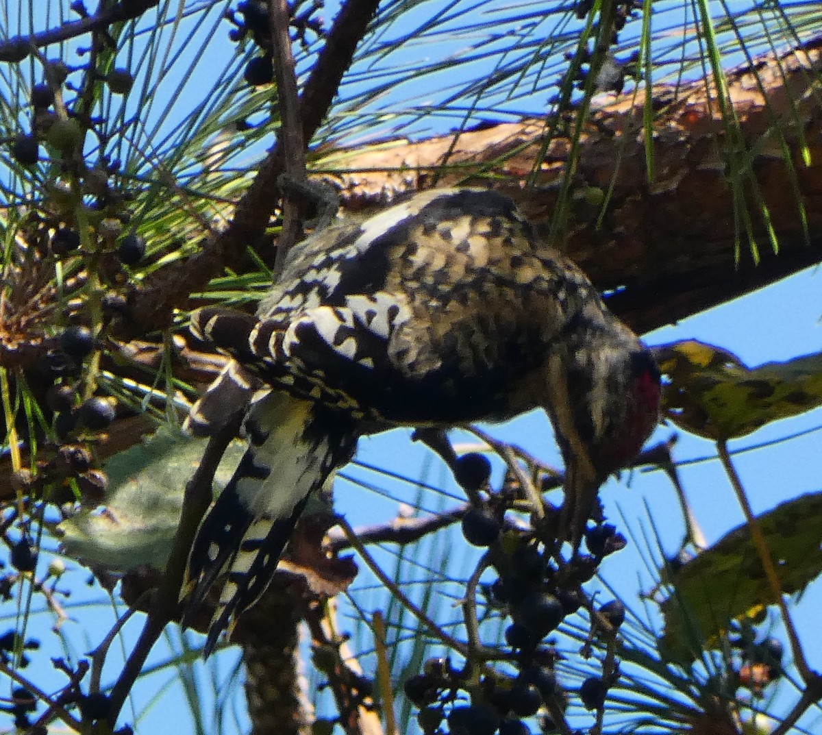 Yellow-bellied Sapsucker - ML643452552