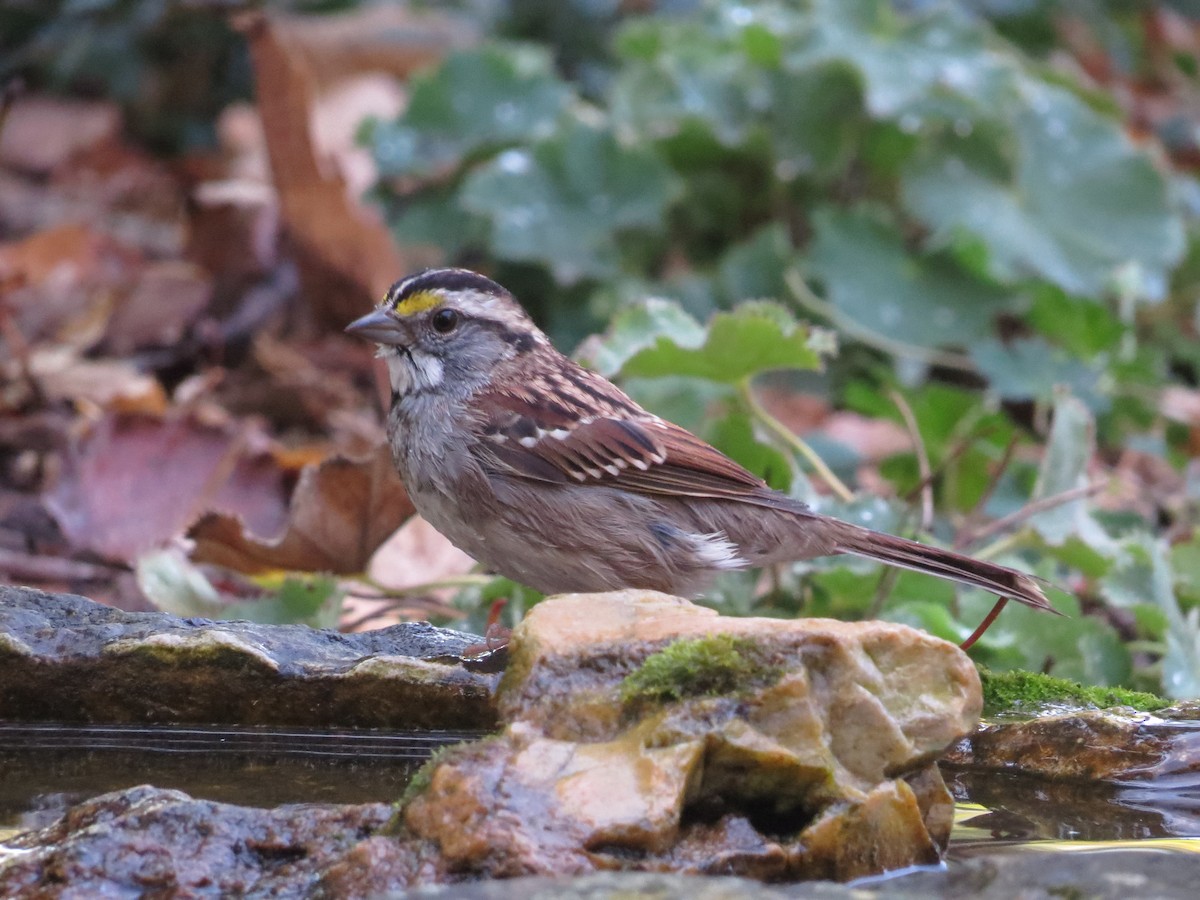 White-throated Sparrow - ML643452557