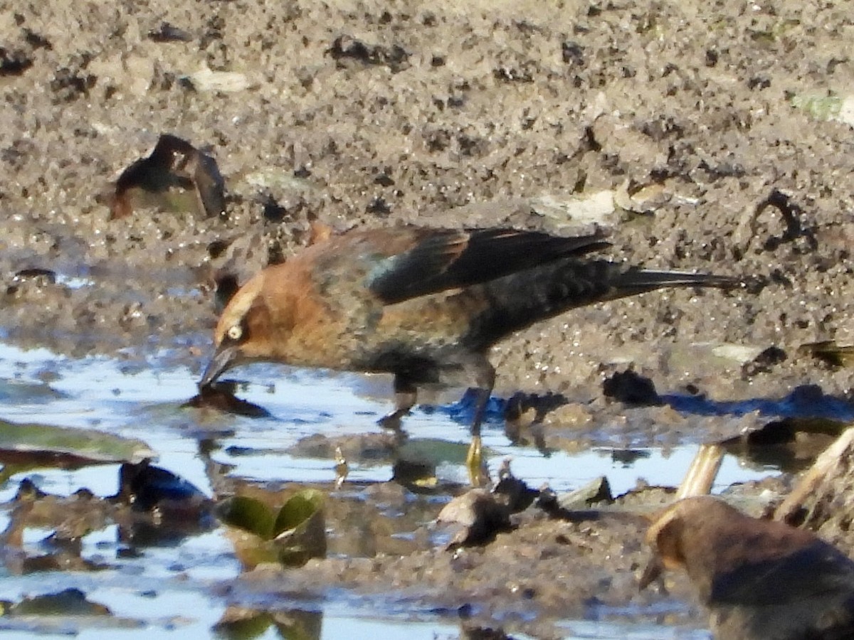 Rusty Blackbird - ML643452567