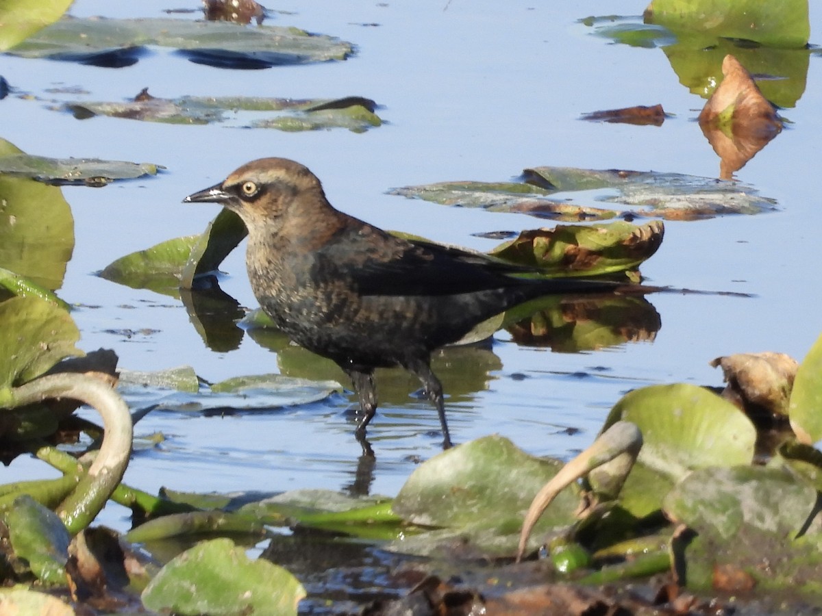 Rusty Blackbird - ML643452568