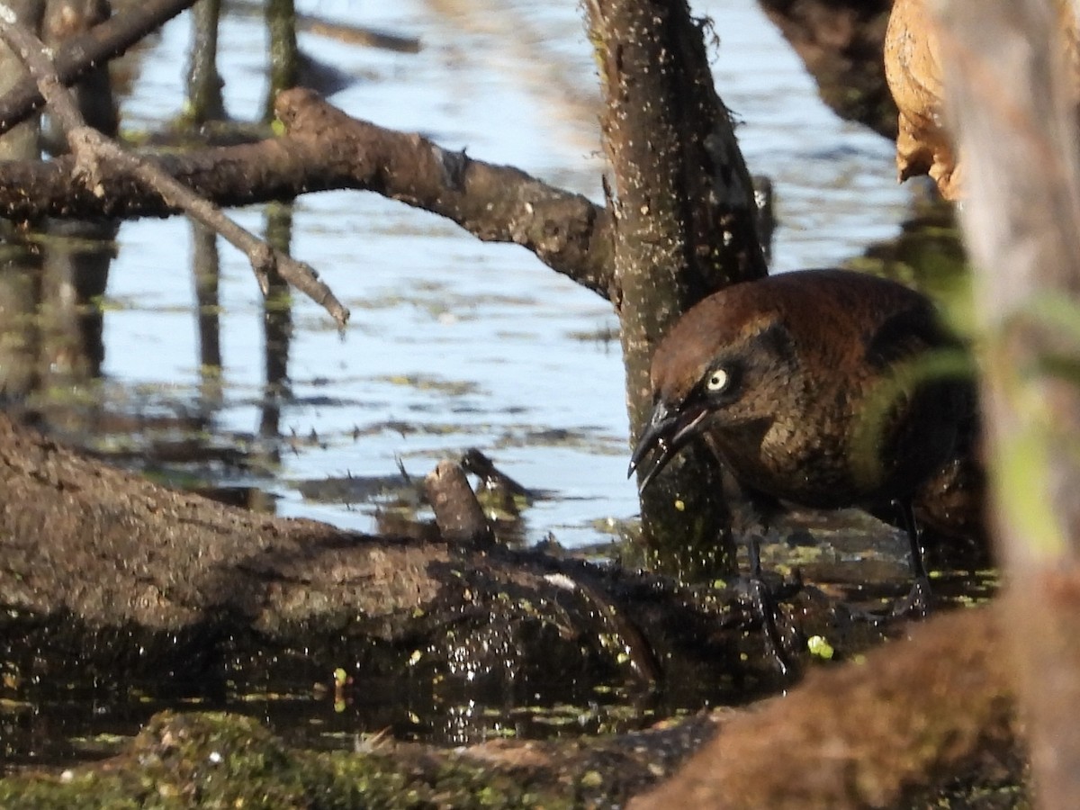 Rusty Blackbird - ML643452569