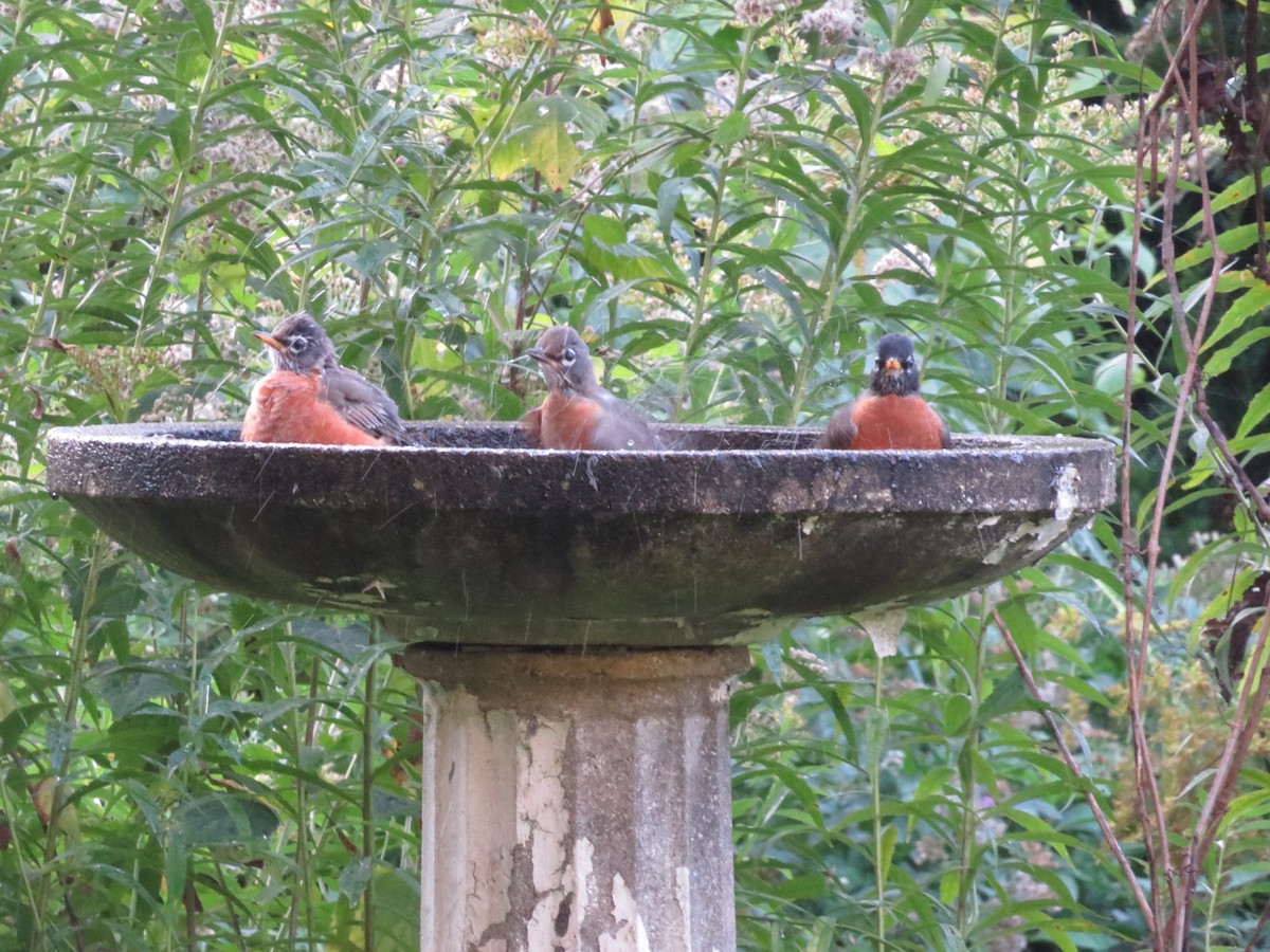 American Robin - ML643452572