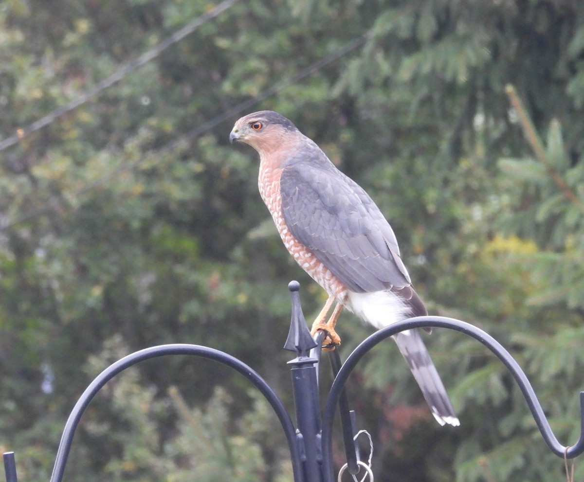 Cooper's Hawk - ML643452577