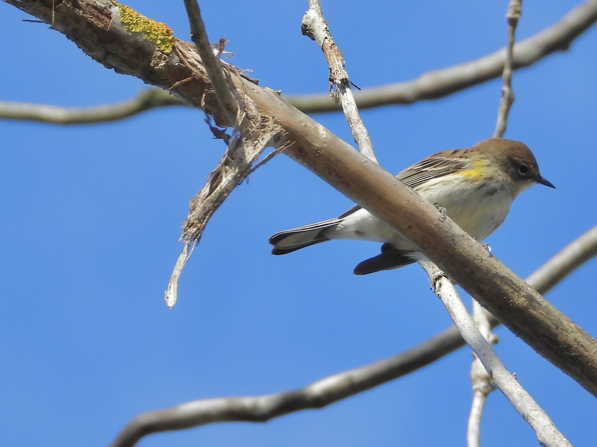 Yellow-rumped Warbler - ML643452579