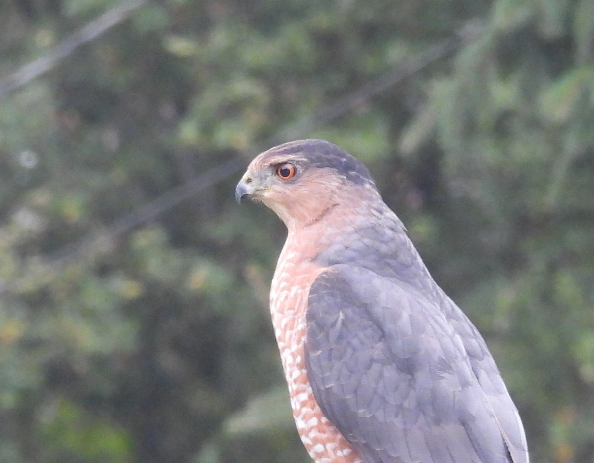 Cooper's Hawk - ML643452580