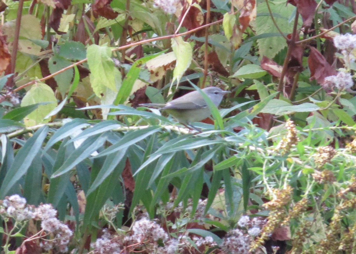 Orange-crowned Warbler - ML643452582