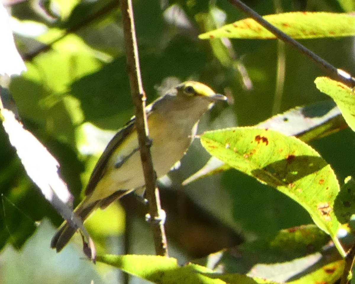 White-eyed Vireo - ML643452585