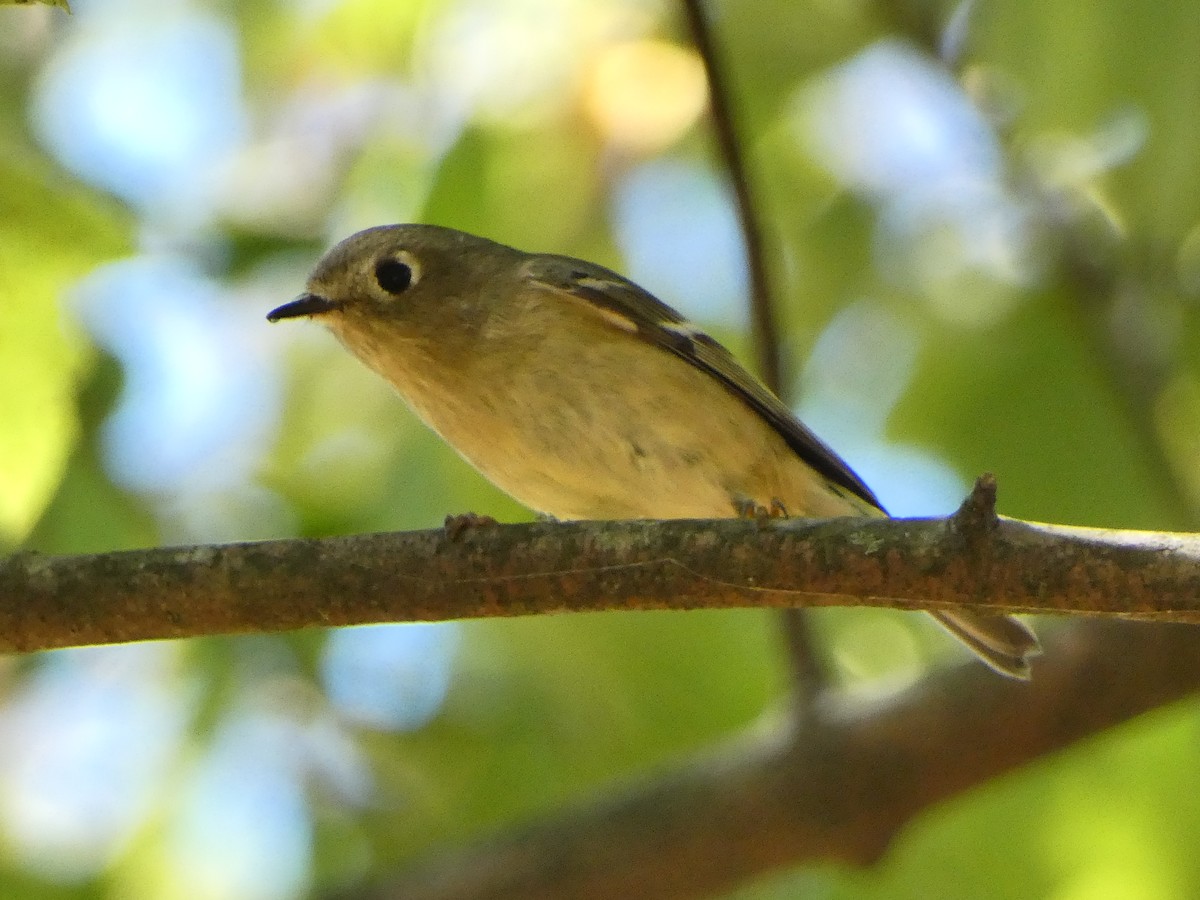 Ruby-crowned Kinglet - ML643452598