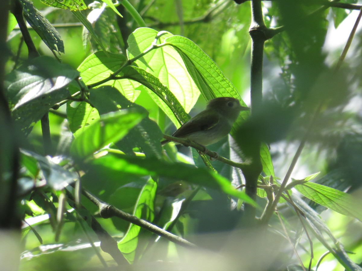 Fork-tailed Pygmy-Tyrant - ML643452621