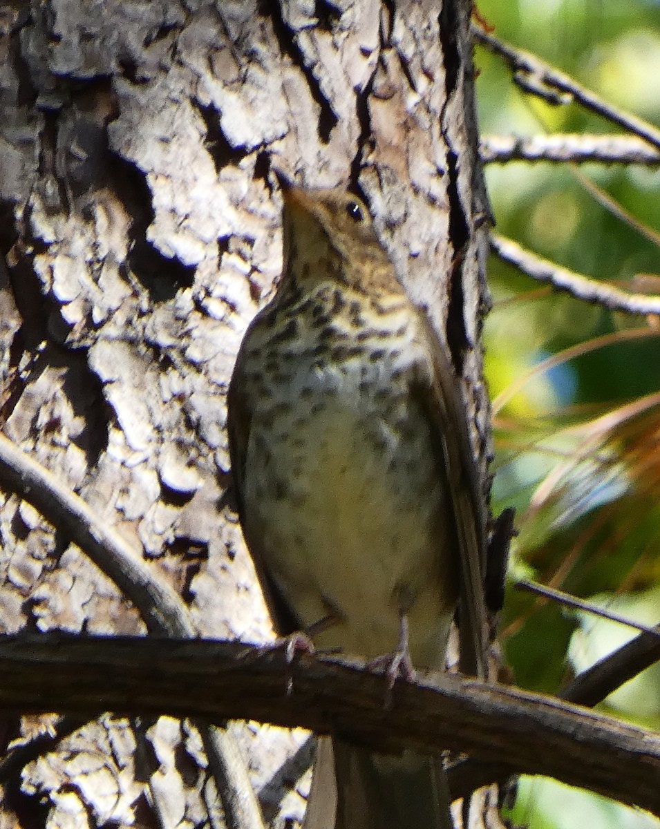 Swainson's Thrush - ML643452627