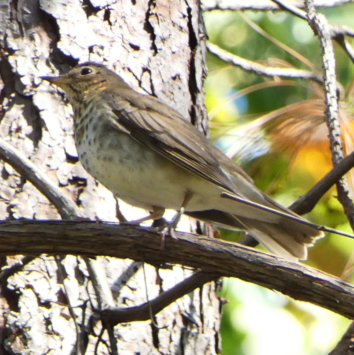 Swainson's Thrush - ML643452628