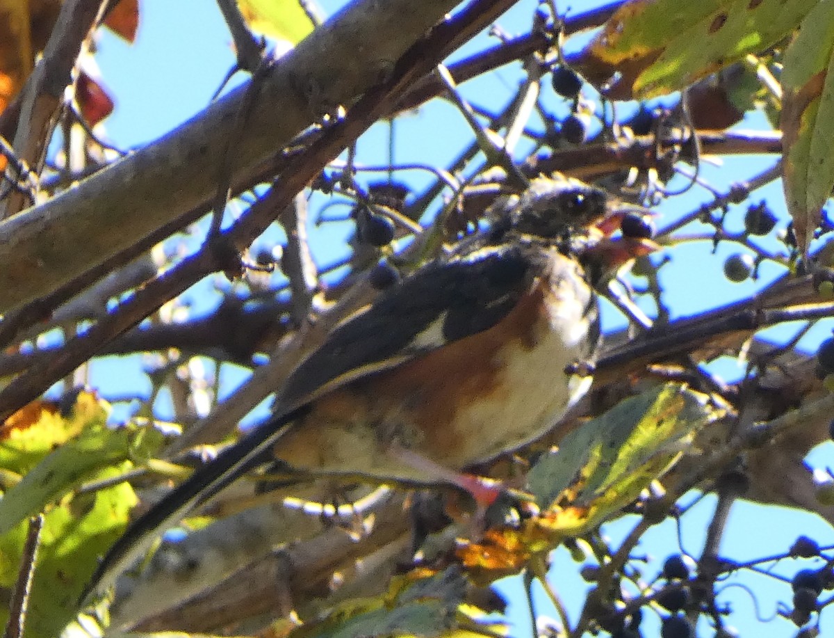 Eastern Towhee - ML643452635