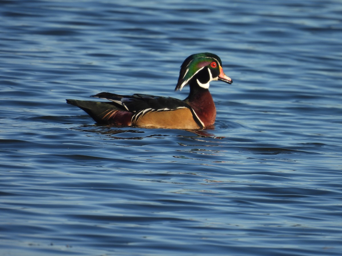 Wood Duck - ML643452636