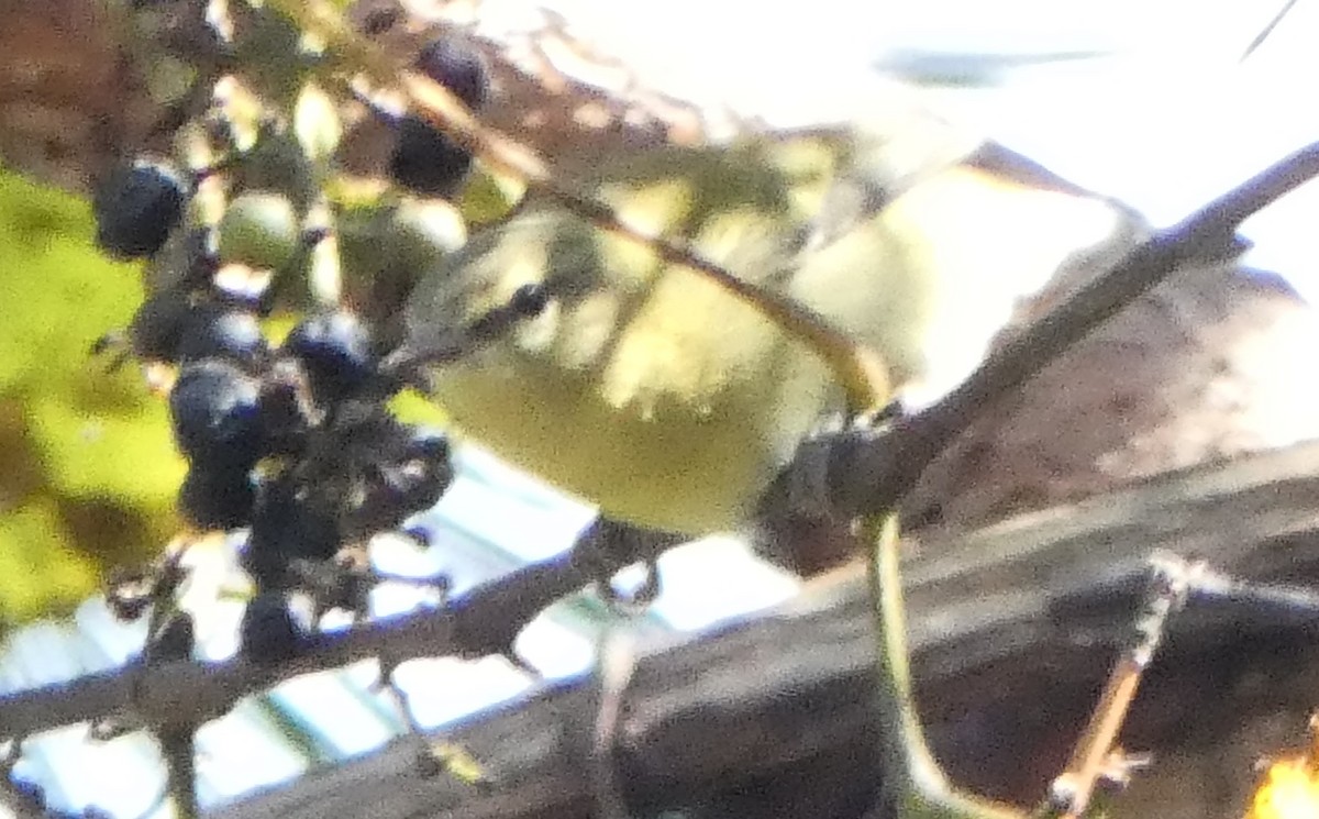 Tennessee Warbler - ML643452648