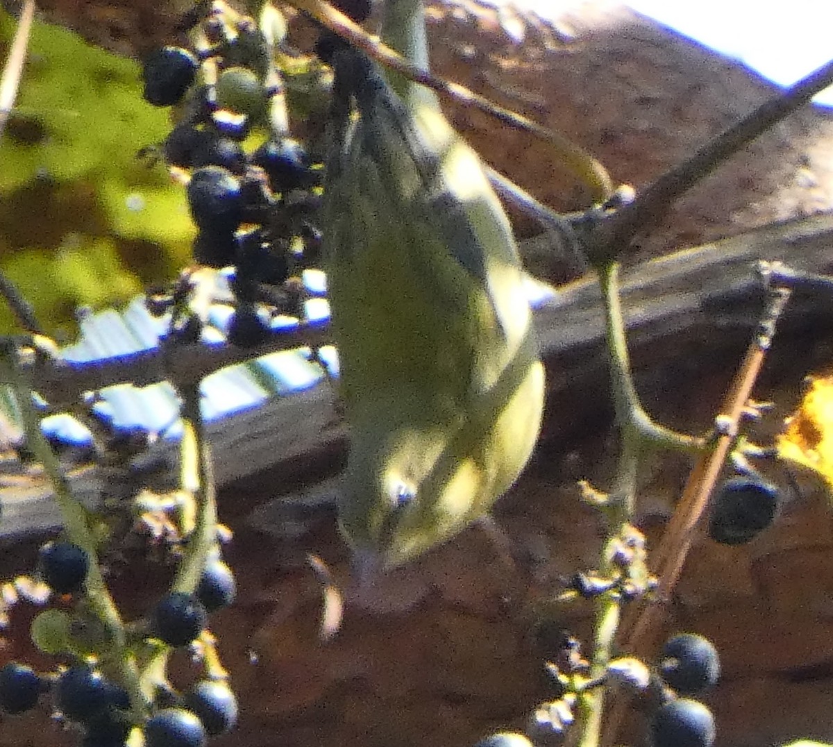 Tennessee Warbler - ML643452649