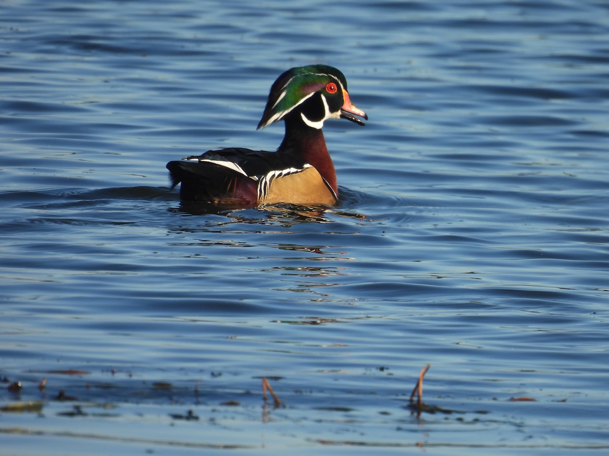 Wood Duck - ML643452653