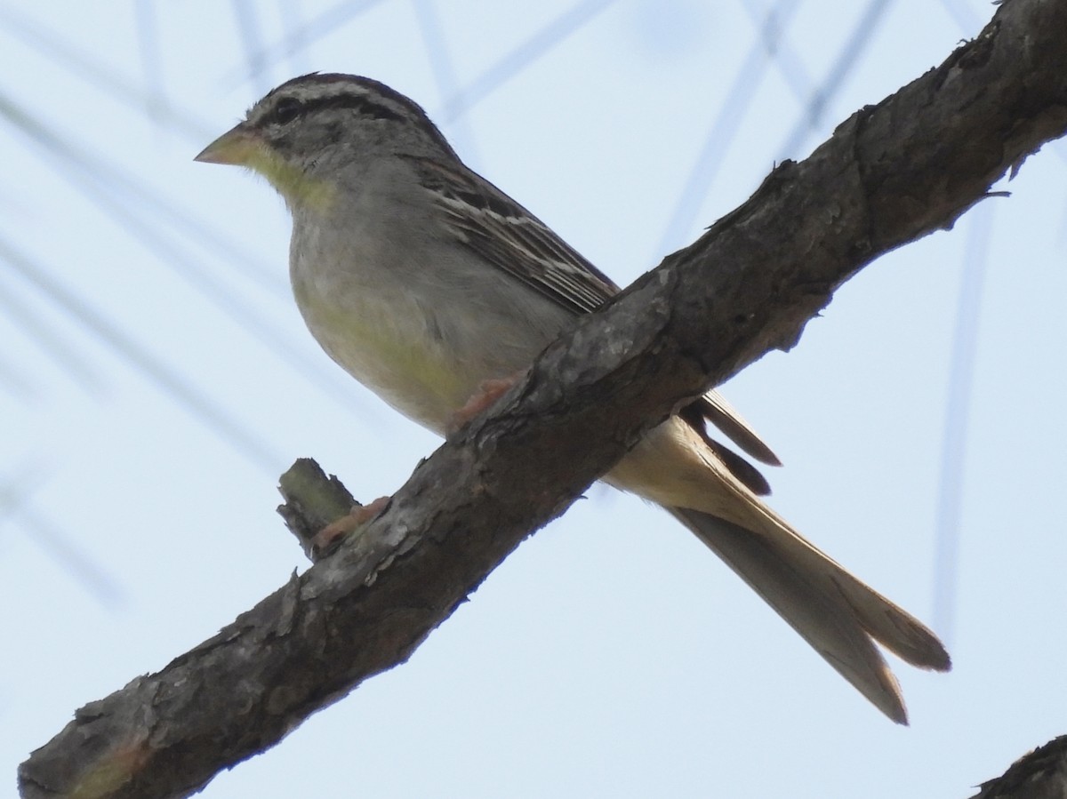 Chipping Sparrow - ML643452655