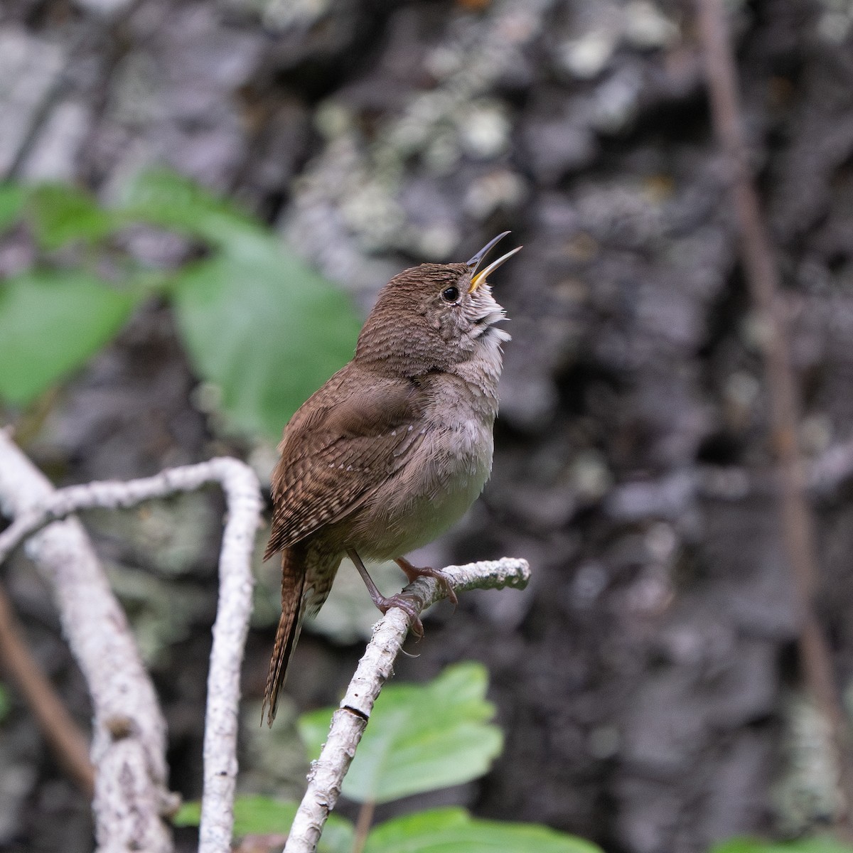 Northern House Wren - ML643452659