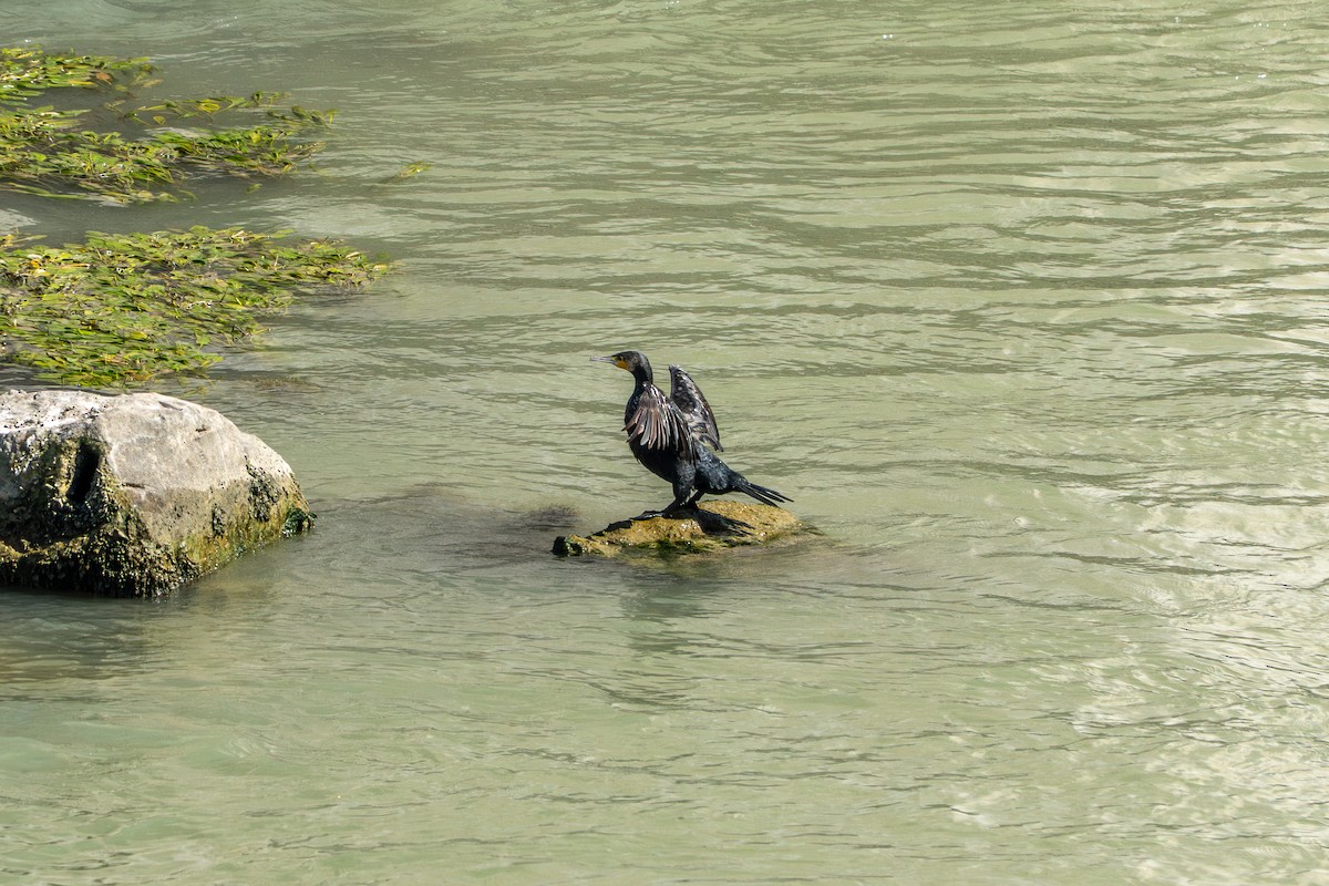Cormorano - ML643452661