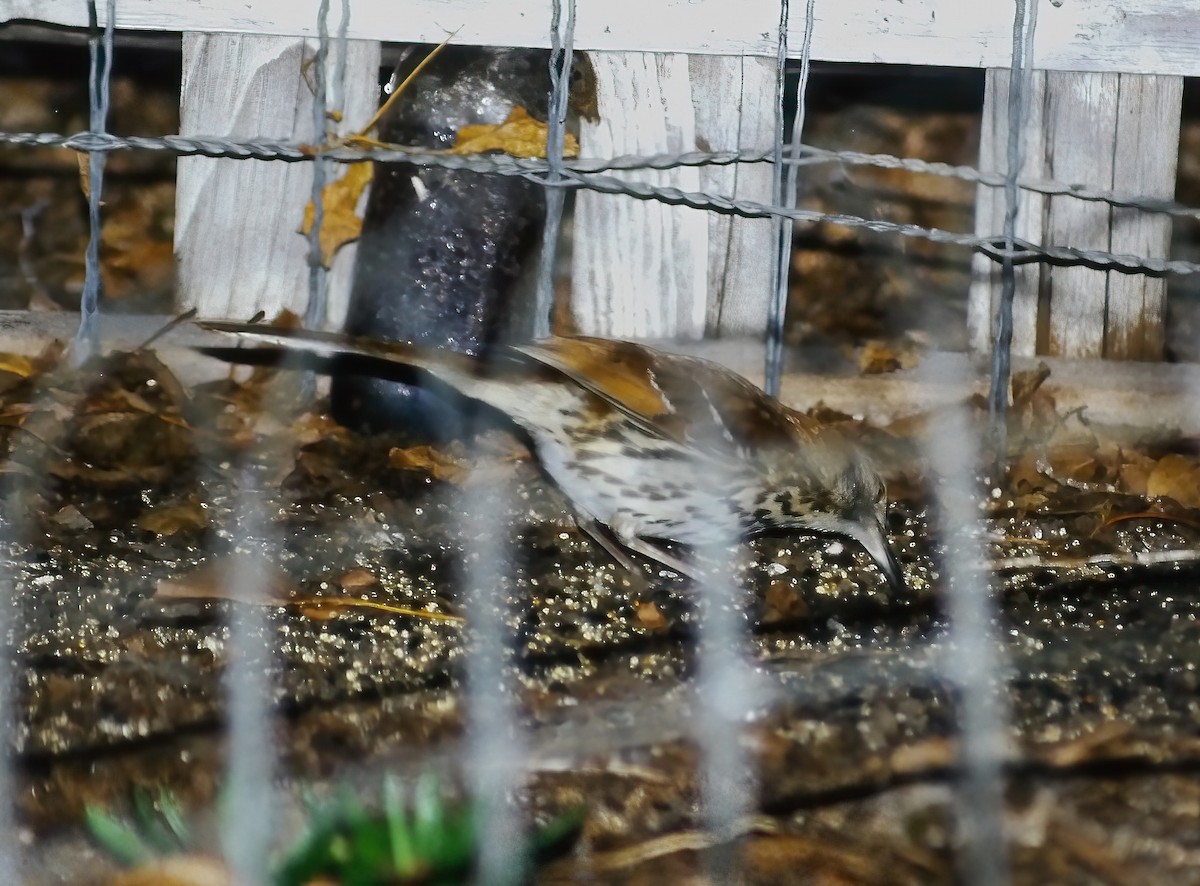 Brown Thrasher - ML643452665