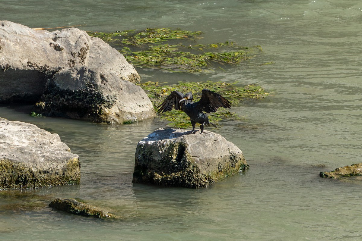 Cormorano - ML643452670