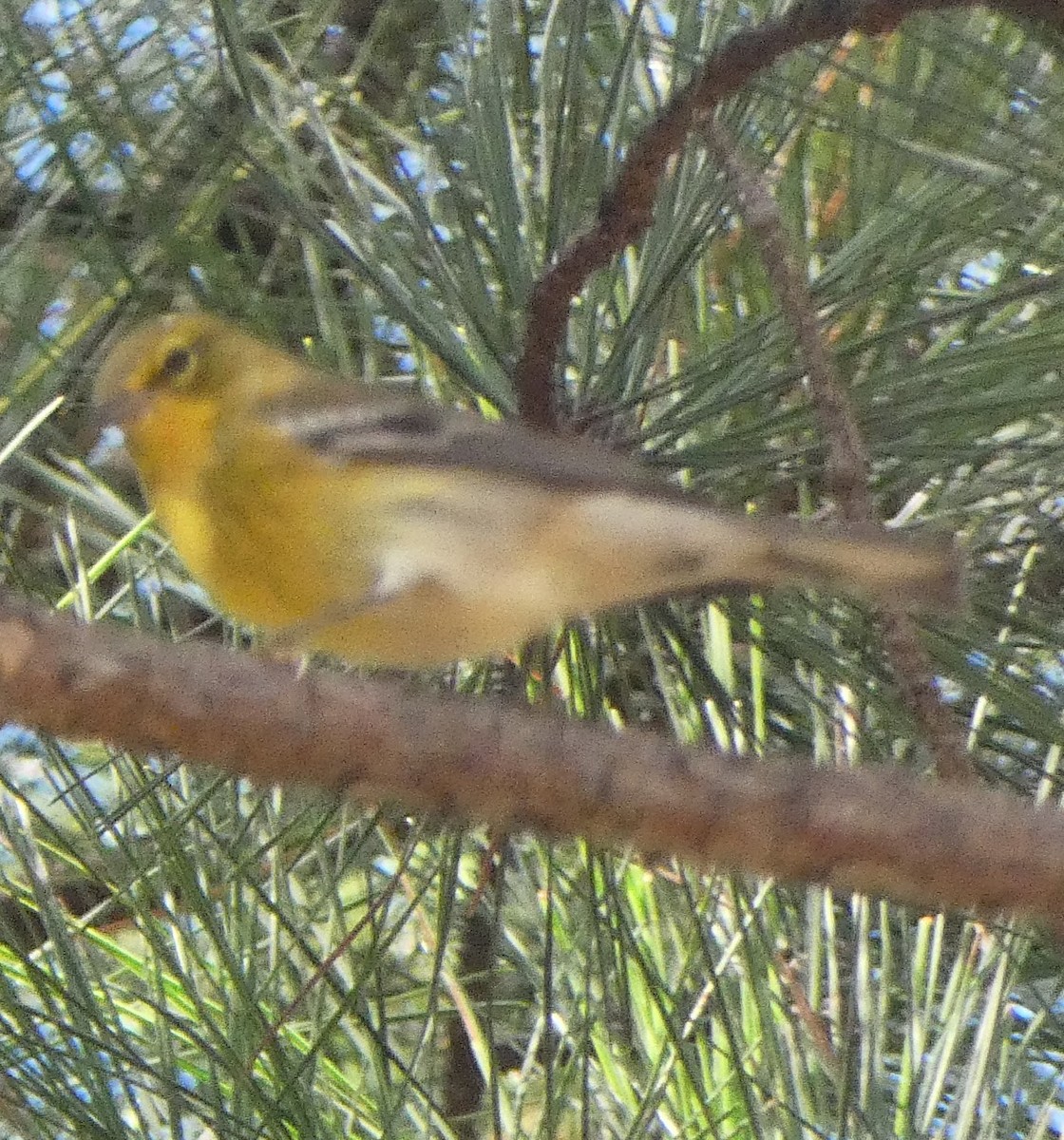 Pine Warbler - ML643452675