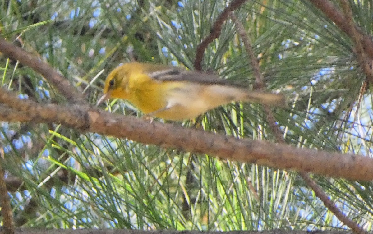 Pine Warbler - ML643452676