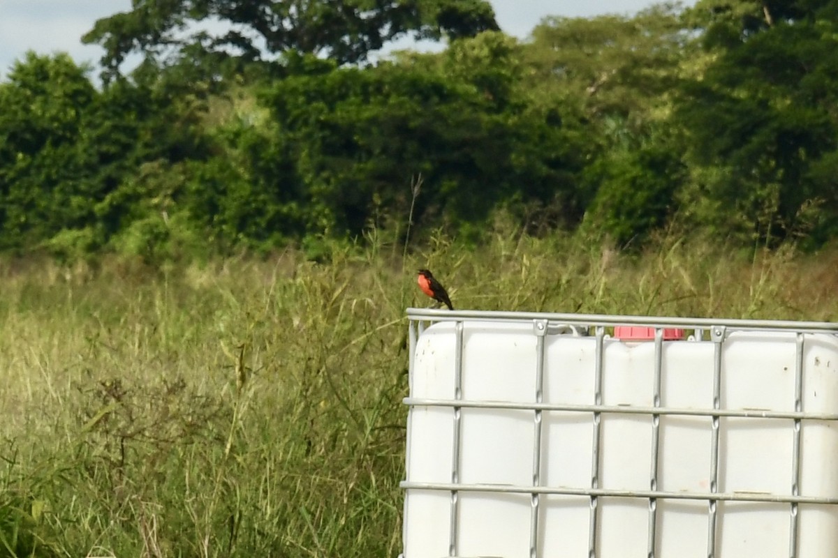 Red-breasted Meadowlark - ML643452691