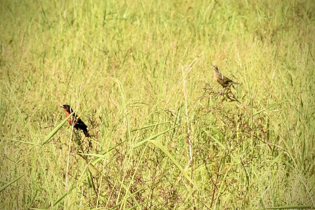 Red-breasted Meadowlark - ML643452692