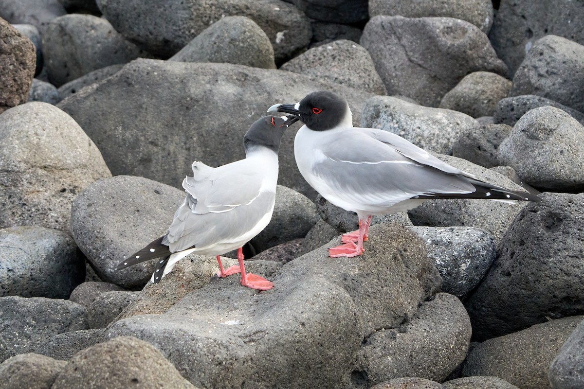 Swallow-tailed Gull - ML643452693