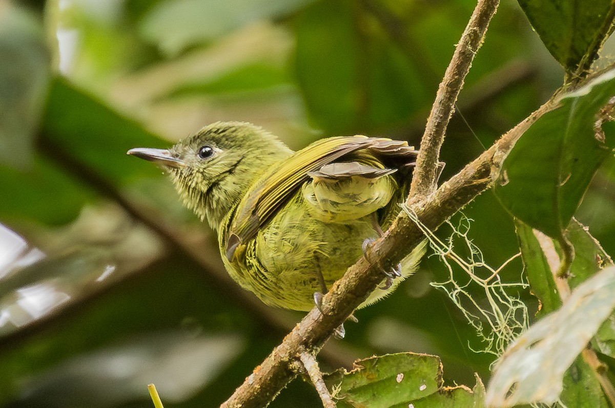 Olive-striped Flycatcher - ML643452702