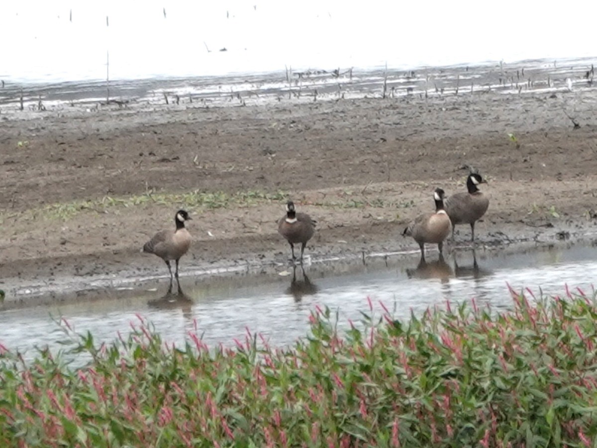 Cackling Goose - ML643452703