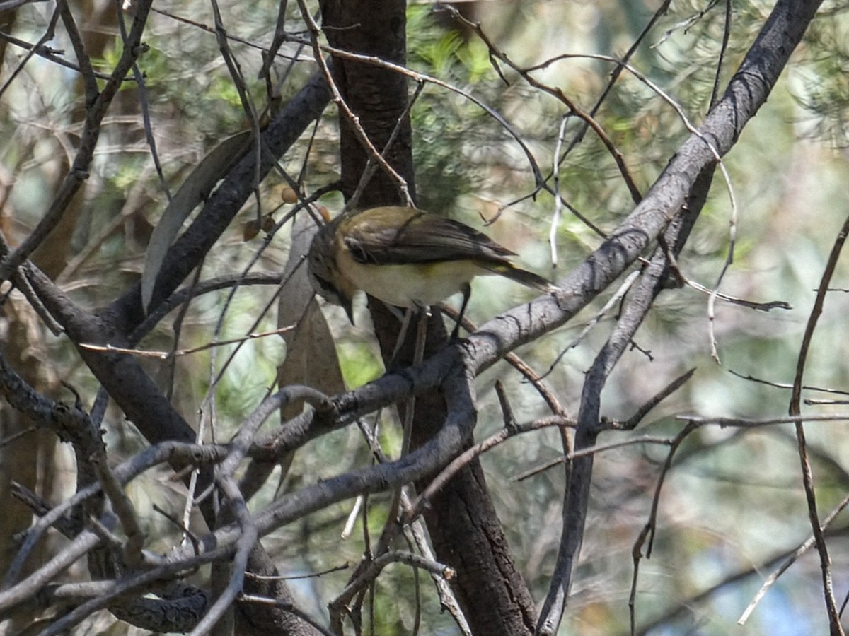 Yellow-rumped Thornbill - ML643452705